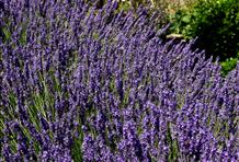 The Island of Lavander - Hvar Island